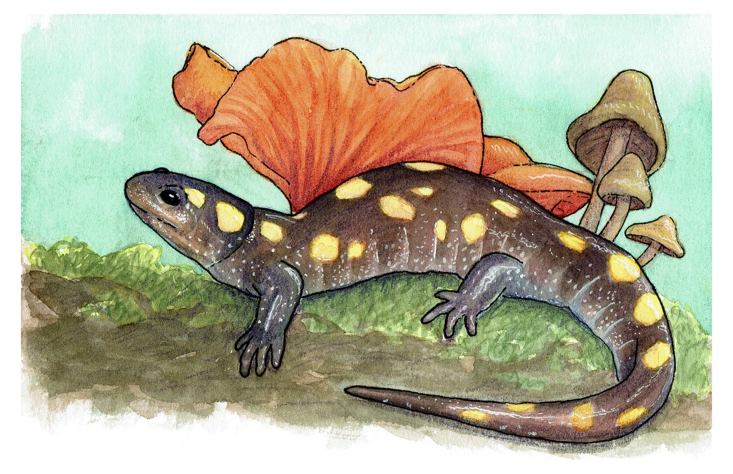 Yellow Spotted Salamander